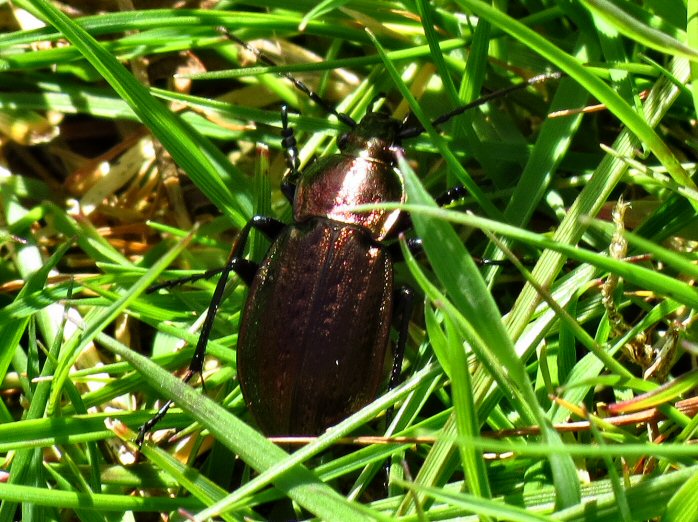 Calosoma inquisitor