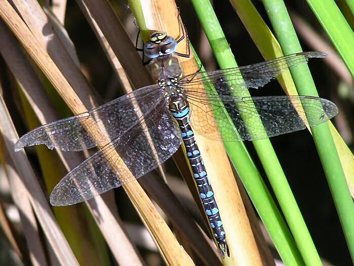 Common Hawker, Dragonfly, Slapton Ley