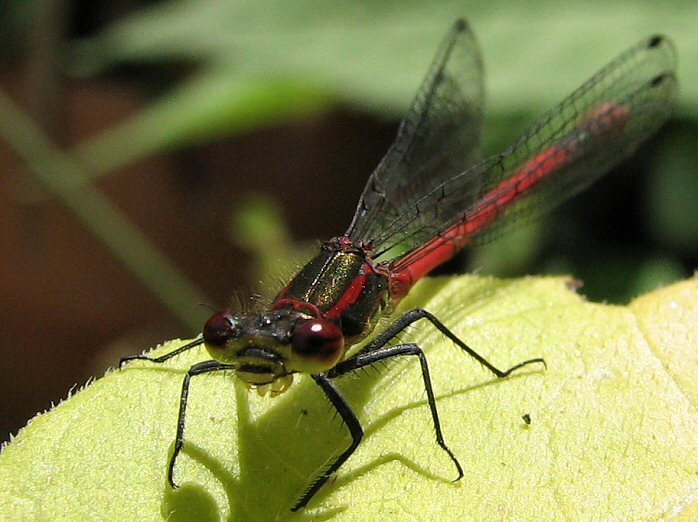 Large Red Damselfly - Garden