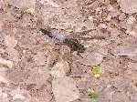 Black-Tailed Skimmer