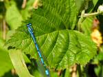 Common Blue Damselfly