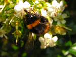 Bee, Cotehele Gardens