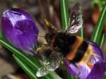 Bee, Cotehele