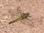 Black-Tailed Skimmer, Slapton Ley