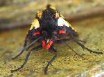 Cream-Spot Tiger Moth