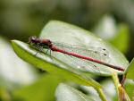 Large Red Damselfly, Cotehele Gardens