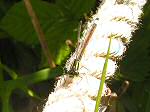 Emerald Damselfly, Slapton Ley