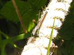 Emerald Damselfly, Slapton Ley