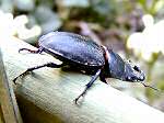 Female Stag Beetle