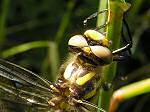 Golden-ringed Dragonfly