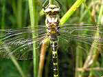 Golden-ringed Dragonfly, Slapton Ley