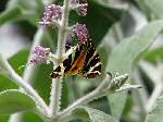 Jersey Tiger