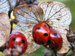 Insects Menu