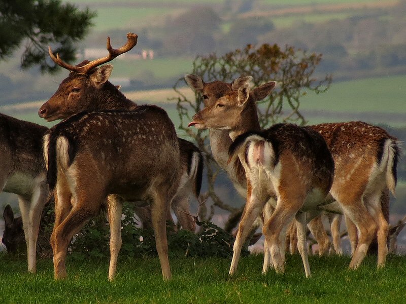 Fallow Deer