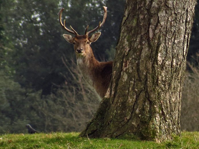 Fallow Deer