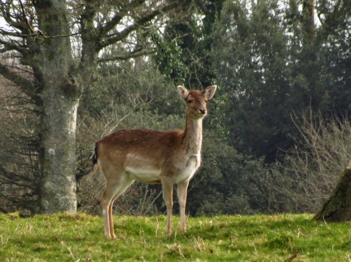 Fallow Deer