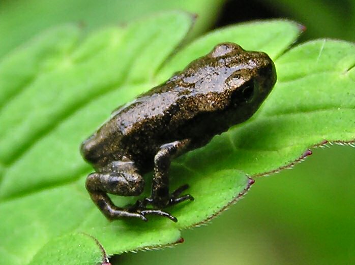 Common Frog - Cotehele Gardens