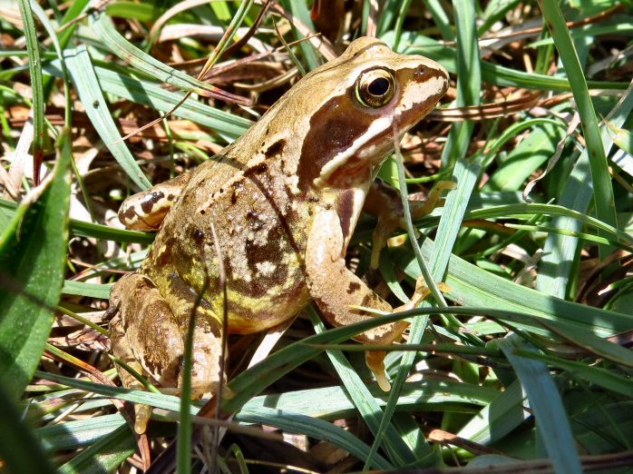 Common Frog - Grebe Cliffs, N. Cornwall