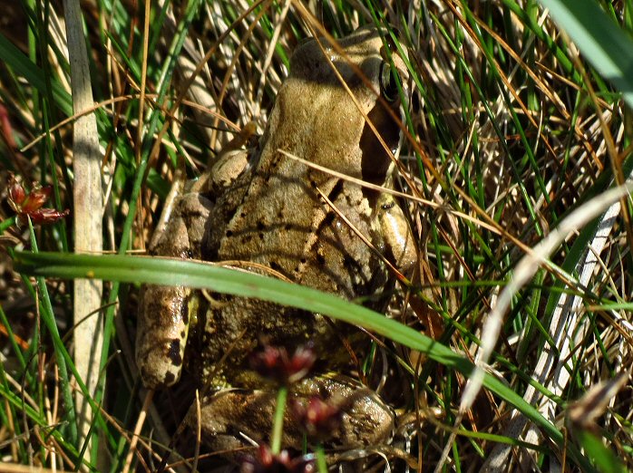 Common Frog - Grebe Cliffs, N. Cornwall