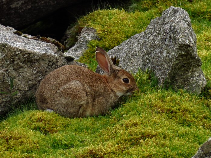 Rabbit, Gold Diggings Quarry