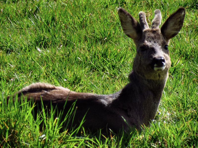 Roe Deer