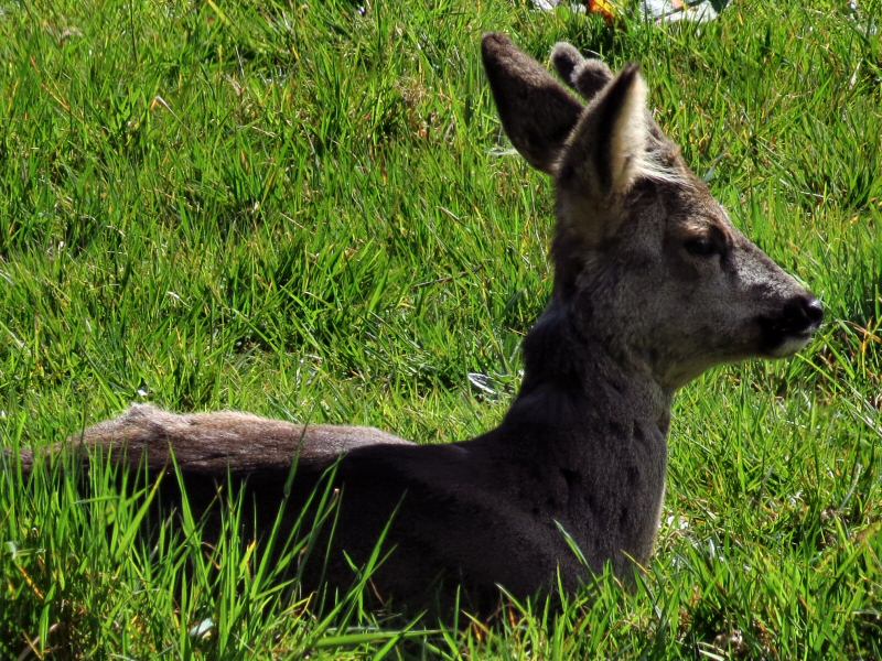 Roe Deer