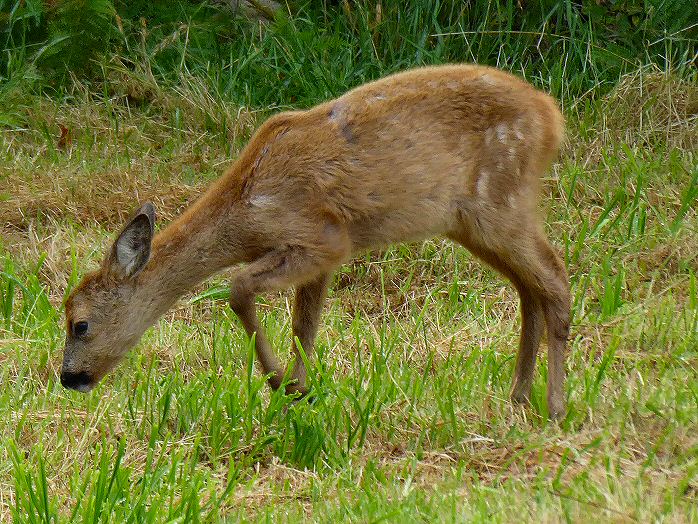 Roe Deer