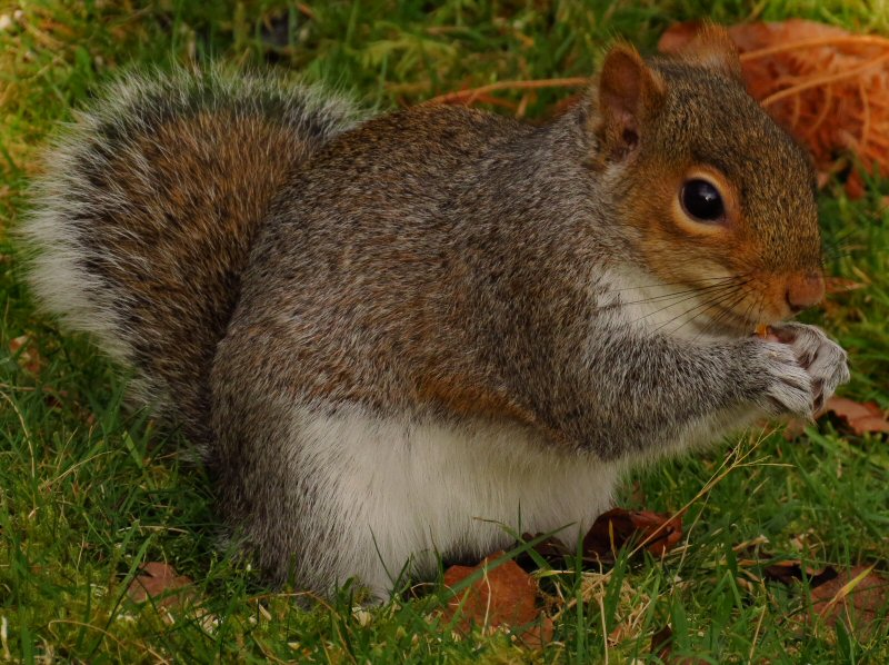 Squirrel, Burrator