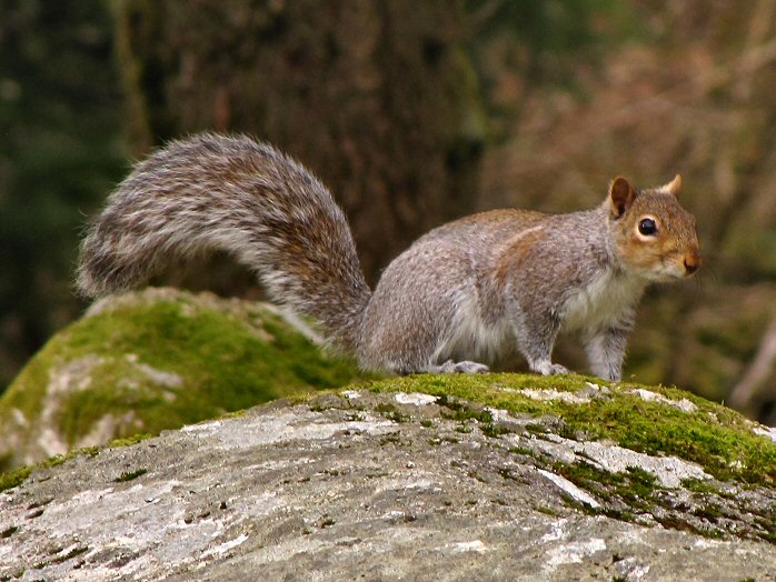 Squirrel, Burrator