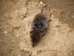 Common Shrew