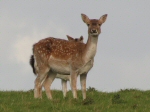 Fallow Deer