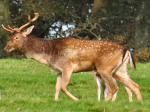 Fallow Deer