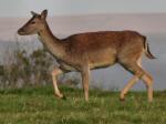 Fallow Deer