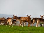 Fallow Deer