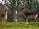 Fallow Deer