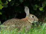 Rabbit, Brentor