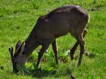 Roe Deer