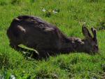 Roe Deer