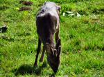 Roe Deer