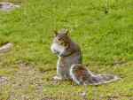 Grey Squirrels