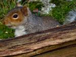 Grey Squirrels