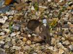 Wood Mouse