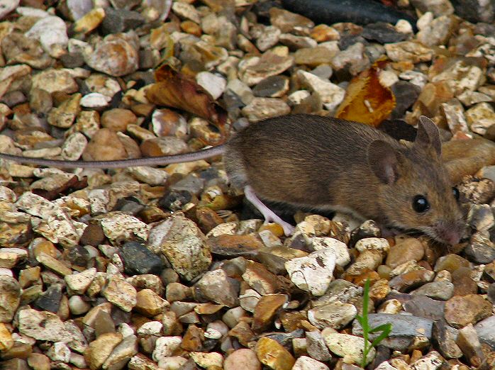 Wood Mouse