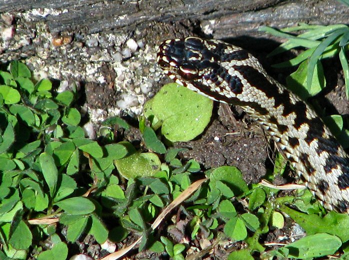 Adder, Start Point, Devon