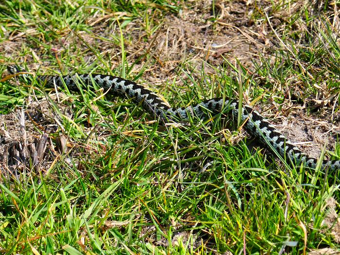 Adder, Burrator, Dartmoor