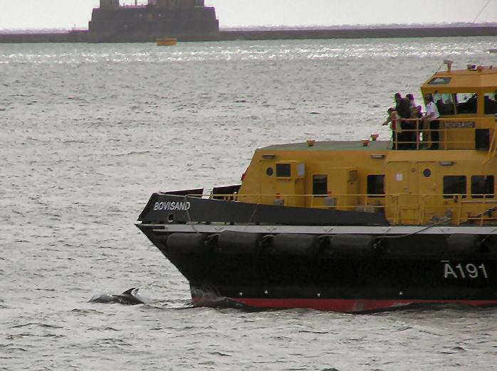 Dolphins - Plymouth Sound