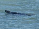 Seal, Harlyn Bay