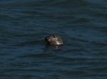 Seal, Harlyn Bay