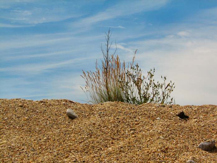 Slapton Dunes