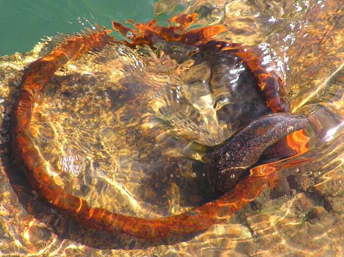 Mooring Ring, Mevagissey